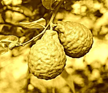 Fruit Exotique Qui Ressemble Citron Vert