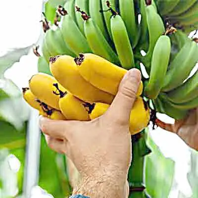 Banane Fruit De Quelle Saison