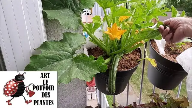 Comment Planter Des Légumes En Pot
