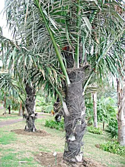 Coeur De Palmier Fruit Ou Legume