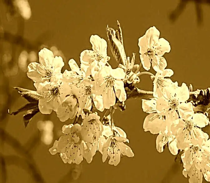 Cerisier Du Japon Fruit Comestible Ou Pas