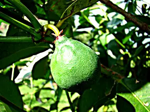 Mangoustan Fruit Comment Le Manger