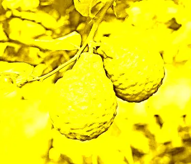 Fruit Qui Ressemble A Un Citron Vert