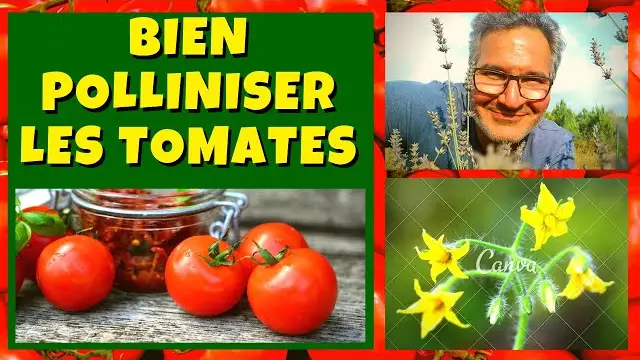 Pourquoi La Tomate Et Un Fruit