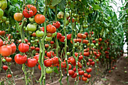 La Tomate Est Un Fruit Ou Un Légume Wikipédia