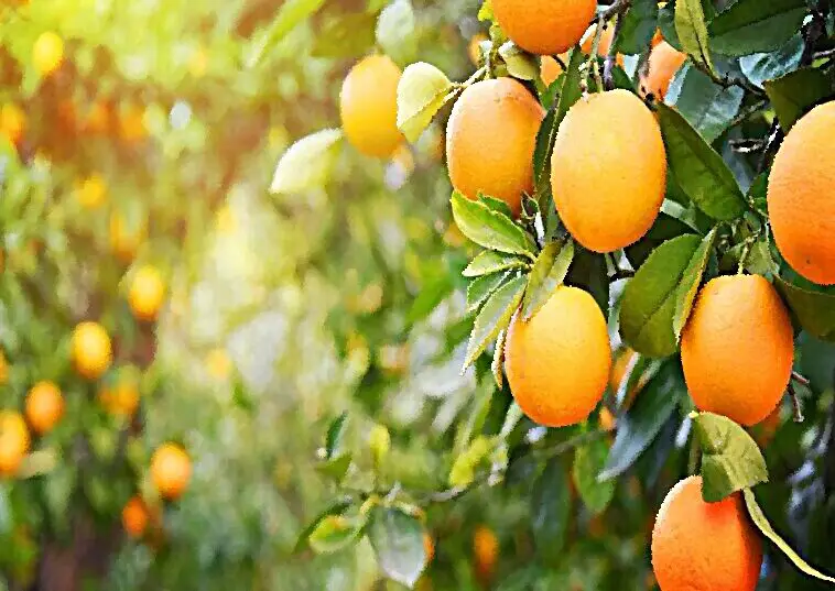 Orange Couleur Ou Fruit En Premier